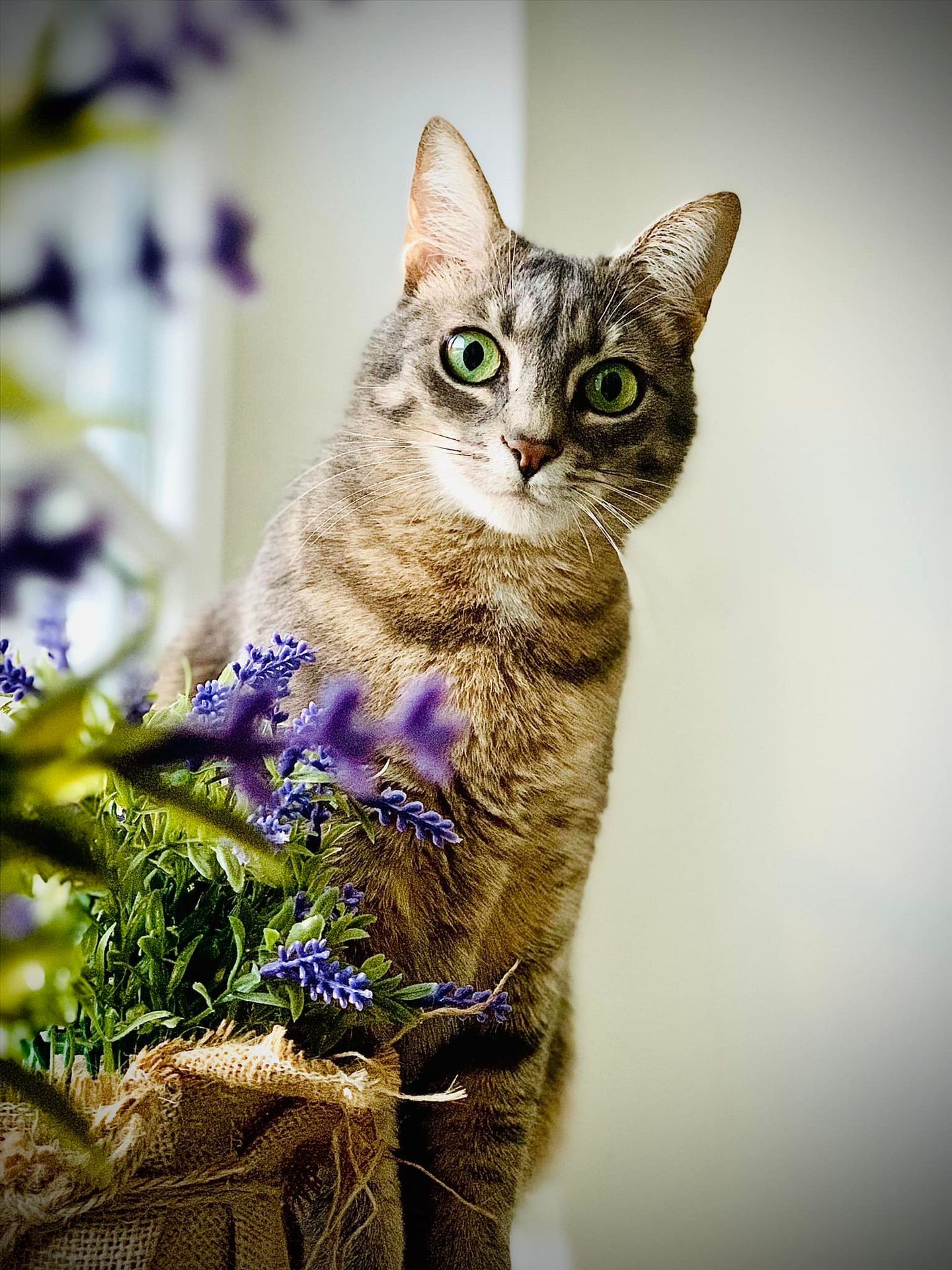 Milla the Queen